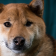 Imagen para el artículo titulado "Vamos a hacernos ricos": Dogecoin aumenta un 90% su valor por un sospechoso viral de TikTok